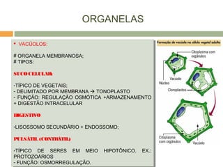 ORGANELAS
 VACÚOLOS:
# ORGANELA MEMBRANOSA;
# TIPOS:
SUCO CELULAR:
-TÍPICO DE VEGETAIS;
- DELIMITADO POR MEMBRANA  TONOPLASTO
- FUNÇÃO: REGULAÇÃO OSMÓTICA +ARMAZENAMENTO
+ DIGESTÃO INTRACELULAR
DIGESTIVO
-LISOSSOMO SECUNDÁRIO + ENDOSSOMO;
PULSÁTIL (CONTRÁTIL)
-TÍPICO DE SERES EM MEIO HIPOTÔNICO. EX.:
PROTOZOÁRIOS
- FUNÇÃO: OSMORREGULAÇÃO.
 VACÚOLOS:
# ORGANELA MEMBRANOSA;
# TIPOS:
SUCO CELULAR:
-TÍPICO DE VEGETAIS;
- DELIMITADO POR MEMBRANA  TONOPLASTO
- FUNÇÃO: REGULAÇÃO OSMÓTICA +ARMAZENAMENTO
+ DIGESTÃO INTRACELULAR
DIGESTIVO
-LISOSSOMO SECUNDÁRIO + ENDOSSOMO;
PULSÁTIL (CONTRÁTIL)
-TÍPICO DE SERES EM MEIO HIPOTÔNICO. EX.:
PROTOZOÁRIOS
- FUNÇÃO: OSMORREGULAÇÃO.
 