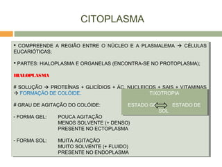 CITOPLASMA
 COMPREENDE A REGIÃO ENTRE O NÚCLEO E A PLASMALEMA  CÉLULAS
EUCARIÓTICAS;
 PARTES: HIALOPLASMA E ORGANELAS (ENCONTRA-SE NO PROTOPLASMA);
HIALOPLASMA
# SOLUÇÃO  PROTEÍNAS + GLICÍDIOS + ÁC. NUCLEICOS + SAIS + VITAMINAS
 FORMAÇÃO DE COLÓIDE.
# GRAU DE AGITAÇÃO DO COLÓIDE:
- FORMA GEL: POUCA AGITAÇÃO
MENOS SOLVENTE (+ DENSO)
PRESENTE NO ECTOPLASMA
- FORMA SOL: MUITA AGITAÇÃO
MUITO SOLVENTE (+ FLUIDO)
PRESENTE NO ENDOPLASMA
 COMPREENDE A REGIÃO ENTRE O NÚCLEO E A PLASMALEMA  CÉLULAS
EUCARIÓTICAS;
 PARTES: HIALOPLASMA E ORGANELAS (ENCONTRA-SE NO PROTOPLASMA);
HIALOPLASMA
# SOLUÇÃO  PROTEÍNAS + GLICÍDIOS + ÁC. NUCLEICOS + SAIS + VITAMINAS
 FORMAÇÃO DE COLÓIDE.
# GRAU DE AGITAÇÃO DO COLÓIDE:
- FORMA GEL: POUCA AGITAÇÃO
MENOS SOLVENTE (+ DENSO)
PRESENTE NO ECTOPLASMA
- FORMA SOL: MUITA AGITAÇÃO
MUITO SOLVENTE (+ FLUIDO)
PRESENTE NO ENDOPLASMA
TIXOTROPIA
ESTADO GEL ESTADO DE
SOL
TIXOTROPIA
ESTADO GEL ESTADO DE
SOL
 