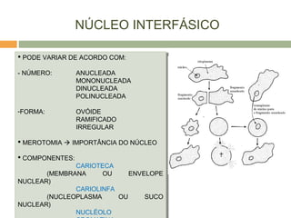 NÚCLEO INTERFÁSICO
 PODE VARIAR DE ACORDO COM:
- NÚMERO: ANUCLEADA
MONONUCLEADA
DINUCLEADA
POLINUCLEADA
-FORMA: OVÓIDE
RAMIFICADO
IRREGULAR
 MEROTOMIA  IMPORTÂNCIA DO NÚCLEO
 COMPONENTES:
CARIOTECA
(MEMBRANA OU ENVELOPE
NUCLEAR)
CARIOLINFA
(NUCLEOPLASMA OU SUCO
NUCLEAR)
NUCLÉOLO
 PODE VARIAR DE ACORDO COM:
- NÚMERO: ANUCLEADA
MONONUCLEADA
DINUCLEADA
POLINUCLEADA
-FORMA: OVÓIDE
RAMIFICADO
IRREGULAR
 MEROTOMIA  IMPORTÂNCIA DO NÚCLEO
 COMPONENTES:
CARIOTECA
(MEMBRANA OU ENVELOPE
NUCLEAR)
CARIOLINFA
(NUCLEOPLASMA OU SUCO
NUCLEAR)
NUCLÉOLO
 