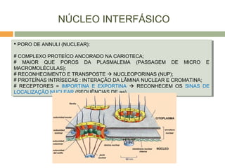 NÚCLEO INTERFÁSICO
 PORO DE ANNULI (NUCLEAR):
# COMPLEXO PROTEÍCO ANCORADO NA CARIOTECA;
# MAIOR QUE POROS DA PLASMALEMA (PASSAGEM DE MICRO E
MACROMOLÉCULAS);
# RECONHECIMENTO E TRANSPOSTE  NUCLEOPORINAS (NUP);
# PROTEÍNAS INTRÍSECAS : INTERAÇÃO DA LÂMINA NUCLEAR E CROMATINA;
# RECEPTORES = IMPORTINA E EXPORTINA  RECONHECEM OS SINAS DE
LOCALIZAÇÃO NUCLEAR (SEQUÊNCIAS DE aa).
 PORO DE ANNULI (NUCLEAR):
# COMPLEXO PROTEÍCO ANCORADO NA CARIOTECA;
# MAIOR QUE POROS DA PLASMALEMA (PASSAGEM DE MICRO E
MACROMOLÉCULAS);
# RECONHECIMENTO E TRANSPOSTE  NUCLEOPORINAS (NUP);
# PROTEÍNAS INTRÍSECAS : INTERAÇÃO DA LÂMINA NUCLEAR E CROMATINA;
# RECEPTORES = IMPORTINA E EXPORTINA  RECONHECEM OS SINAS DE
LOCALIZAÇÃO NUCLEAR (SEQUÊNCIAS DE aa).
 