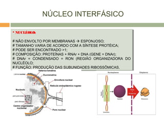 NÚCLEO INTERFÁSICO
 NUCLÉOLO:
# NÃO ENVOLTO POR MEMBRANAS  ESPONJOSO;
# TAMANHO VARIA DE ACORDO COM A SÍNTESE PROTÉICA;
# PODE SER ENCONTRADO >1;
# COMPOSIÇÃO: PROTEÍNAS + RNAr + DNA (GENE = DNAr);
# DNAr = CONDENSADO = RON (REGIÃO ORGANIZADORA DO
NUCLÉOLO;
# FUNÇÃO: PRODUÇÃO DAS SUBUNIDADES RIBOSSÔMICAS.
 NUCLÉOLO:
# NÃO ENVOLTO POR MEMBRANAS  ESPONJOSO;
# TAMANHO VARIA DE ACORDO COM A SÍNTESE PROTÉICA;
# PODE SER ENCONTRADO >1;
# COMPOSIÇÃO: PROTEÍNAS + RNAr + DNA (GENE = DNAr);
# DNAr = CONDENSADO = RON (REGIÃO ORGANIZADORA DO
NUCLÉOLO;
# FUNÇÃO: PRODUÇÃO DAS SUBUNIDADES RIBOSSÔMICAS.
 