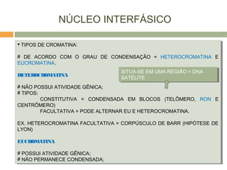 NÚCLEO INTERFÁSICO
 TIPOS DE CROMATINA:
# DE ACORDO COM O GRAU DE CONDENSAÇÃO = HETEROCROMATINA E
EUCROMATINA.
HETEROCROMATINA
# NÃO POSSUI ATIVIDADE GÊNICA;
# TIPOS:
CONSTITUTIVA = CONDENSADA EM BLOCOS (TELÔMERO, RON E
CENTRÔMERO)
FACULTATIVA = PODE ALTERNAR EU E HETEROCROMATINA.
EX. HETEROCROMATINA FACULTATIVA = CORPÚSCULO DE BARR (HIPÓTESE DE
LYON)
EUCROMATINA
# POSSUI ATIVIDADE GÊNICA;
# NÃO PERMANECE CONDENSADA;
 TIPOS DE CROMATINA:
# DE ACORDO COM O GRAU DE CONDENSAÇÃO = HETEROCROMATINA E
EUCROMATINA.
HETEROCROMATINA
# NÃO POSSUI ATIVIDADE GÊNICA;
# TIPOS:
CONSTITUTIVA = CONDENSADA EM BLOCOS (TELÔMERO, RON E
CENTRÔMERO)
FACULTATIVA = PODE ALTERNAR EU E HETEROCROMATINA.
EX. HETEROCROMATINA FACULTATIVA = CORPÚSCULO DE BARR (HIPÓTESE DE
LYON)
EUCROMATINA
# POSSUI ATIVIDADE GÊNICA;
# NÃO PERMANECE CONDENSADA;
SITUA-SE EM UMA REGIÃO = DNA
SATÉLITE
SITUA-SE EM UMA REGIÃO = DNA
SATÉLITE
 