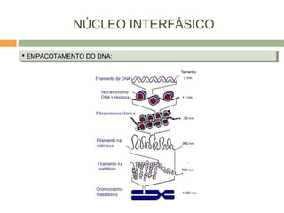 NÚCLEO INTERFÁSICO
 EMPACOTAMENTO DO DNA: EMPACOTAMENTO DO DNA:
 