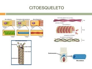 CITOESQUELETO
 