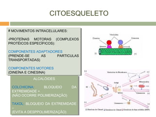 CITOESQUELETO
# MOVIMENTOS INTRACELULARES:
-PROTEÍNAS MOTORAS (COMPLEXOS
PROTÉICOS ESPECÍFICOS):
COMPONENTES ADAPTADORES
(PRENDE-SE AS PARTICULAS
TRANSPORTADAS)
COMPONENTES MOTORES
(DINEÍNA E CINESINA)
# MOVIMENTOS INTRACELULARES:
-PROTEÍNAS MOTORAS (COMPLEXOS
PROTÉICOS ESPECÍFICOS):
COMPONENTES ADAPTADORES
(PRENDE-SE AS PARTICULAS
TRANSPORTADAS)
COMPONENTES MOTORES
(DINEÍNA E CINESINA)
ALCALÓIDES
COLCHICINA: BLOQUEIO DA
EXTREMIDADE +
(NÃO OCORRE POLIMERIZAÇÃO)
TAXOL: BLOQUEIO DA EXTREMIDADE
–
(EVITA A DESPPOLIMERIZAÇÃO)
ALCALÓIDES
COLCHICINA: BLOQUEIO DA
EXTREMIDADE +
(NÃO OCORRE POLIMERIZAÇÃO)
TAXOL: BLOQUEIO DA EXTREMIDADE
–
(EVITA A DESPPOLIMERIZAÇÃO)
 