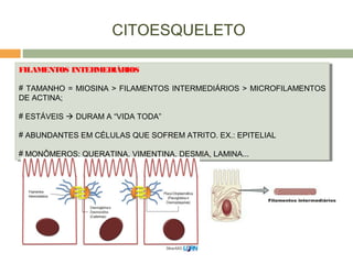 CITOESQUELETO
FILAMENTOS INTERMEDIÁRIOS
# TAMANHO = MIOSINA > FILAMENTOS INTERMEDIÁRIOS > MICROFILAMENTOS
DE ACTINA;
# ESTÁVEIS  DURAM A “VIDA TODA”
# ABUNDANTES EM CÉLULAS QUE SOFREM ATRITO. EX.: EPITELIAL
# MONÔMEROS: QUERATINA, VIMENTINA, DESMIA, LAMINA...
FILAMENTOS INTERMEDIÁRIOS
# TAMANHO = MIOSINA > FILAMENTOS INTERMEDIÁRIOS > MICROFILAMENTOS
DE ACTINA;
# ESTÁVEIS  DURAM A “VIDA TODA”
# ABUNDANTES EM CÉLULAS QUE SOFREM ATRITO. EX.: EPITELIAL
# MONÔMEROS: QUERATINA, VIMENTINA, DESMIA, LAMINA...
 