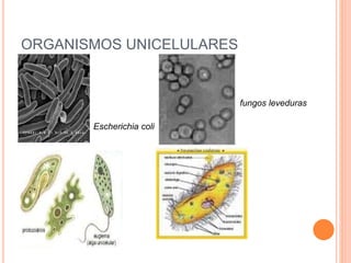 ORGANISMOS UNICELULARES
Escherichia coli
fungos leveduras
 