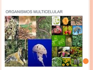 ORGANISMOS MULTICELULAR
 