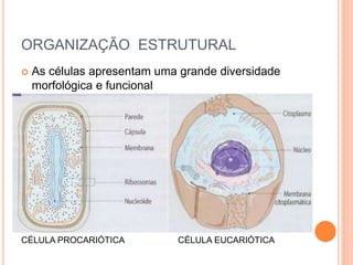 ORGANIZAÇÃO ESTRUTURAL
 As células apresentam uma grande diversidade
morfológica e funcional
CÉLULA PROCARIÓTICA CÉLULA EUCARIÓTICA
 