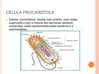 CÉLULA PROCARIÓTICA
 Células procarióticas: células mais simples, sem núcleo
organizado e sem a maioria das estruturas celulares
conhecidas: estão representadas pelas bactérias e a
cianobactérias.
 