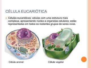 CÉLULA EUCARIÓTICA
 Células eucarióticas: células com uma estrutura mais
complexa, apresentando núcleo e organelas celulares; estão
representadas em todos os restantes grupos de seres vivos.
 