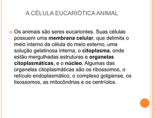 A CÉLULA EUCARIÓTICA ANIMAL
 Os animais são seres eucariontes. Suas células
possuem uma membrana celular, que delimita o
meio interno da célula do meio externo, uma
solução gelatinosa interna, o citoplasma, onde
estão mergulhadas estruturas e organelas
citoplasmáticas, e o núcleo. Algumas das
organelas citoplasmáticas são os ribossomos, o
retículo endoplasmático, o complexo golgiense, os
lisossomos, as mitocôndrias e os centríolos.
 