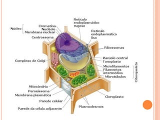 A CÉLULA EUCARIÓTICA VEGETAL
 