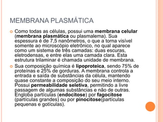 MEMBRANA PLASMÁTICA
 Como todas as células, possui uma membrana celular
(membrana plasmática ou plasmalema). Sua
espessura é de 7,5 nanômetros, o que a torna visível
somente ao microscópio eletrônico, no qual aparece
como um sistema de três camadas: duas escuras,
eletrodensas, e entre elas uma camada clara. Esta
estrutura trilaminar é chamada unidade de membrana.
 Sua composição química é lipoproteica, sendo 75% de
proteínas e 25% de gorduras. A membrana controla a
entrada e saída de substâncias da célula, mantendo
quase constante a composição do seu meio interno.
Possui permeabilidade seletiva, permitindo a livre
passagem de algumas substâncias e não de outras.
Engloba partículas (endocitose) por fagocitose
(partículas grandes) ou por pinocitose(partículas
pequenas e gotículas).
 