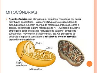 MITOCÔNDRIAS
 As mitocôndrias são alongadas ou esféricas, revestidas por dupla
membrana lipoproteica. Possuem DNA próprio e capacidade de
autoduplicação. Liberam energia de moléculas orgânicas, como a
glicose, transferindo-a para moléculas de ATP. A energia do ATP é
empregada pelas células na realização de trabalho: síntese de
substâncias, movimento, divisão celular, etc. Os processos de
oxidação da glicose constituem a respiração celular aeróbica,
dependente de oxigênio.
 