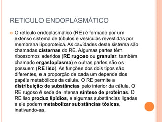 RETICULO ENDOPLASMÁTICO
 O retículo endoplasmático (RE) é formado por um
extenso sistema de túbulos e vesículas revestidas por
membrana lipoproteica. As cavidades deste sistema são
chamadas cisternas do RE. Algumas partes têm
ribossomos aderidos (RE rugoso ou granular, também
chamado ergastoplasma) e outras partes não os
possuem (RE liso). As funções dos dois tipos são
diferentes, e a proporção de cada um depende dos
papéis metabólicos da célula. O RE permite a
distribuição de substâncias pelo interior da célula. O
RE rugoso é sede de intensa síntese de proteínas. O
RE liso produz lipídios, e algumas substâncias ligadas
a ele podem metabolizar substâncias tóxicas,
inativando-as.
 
