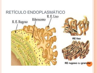 RETÍCULO ENDOPLASMÁTICO
RE liso
RE rugoso ou granular
 
