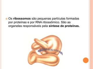  Os ribossomos são pequenas partículas formadas
por proteínas e por RNA ribossômico. São as
organelas responsáveis pela síntese de proteínas.
 