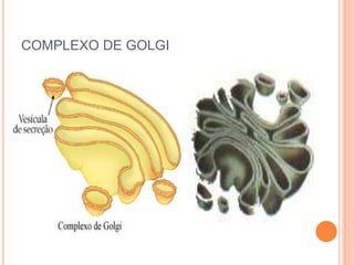 COMPLEXO DE GOLGI
 
