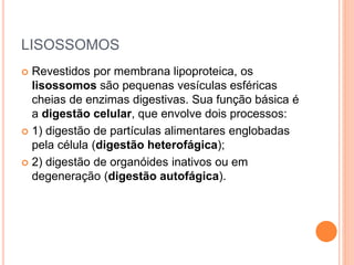 LISOSSOMOS
 Revestidos por membrana lipoproteica, os
lisossomos são pequenas vesículas esféricas
cheias de enzimas digestivas. Sua função básica é
a digestão celular, que envolve dois processos:
 1) digestão de partículas alimentares englobadas
pela célula (digestão heterofágica);
 2) digestão de organóides inativos ou em
degeneração (digestão autofágica).
 