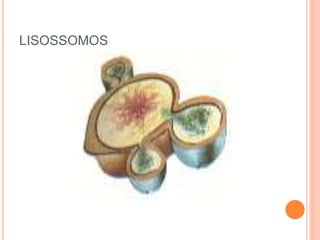 LISOSSOMOS
 