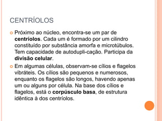 CENTRÍOLOS
 Próximo ao núcleo, encontra-se um par de
centríolos. Cada um é formado por um cilindro
constituído por substância amorfa e microtúbulos.
Tem capacidade de autodupli-cação. Participa da
divisão celular.
 Em algumas células, observam-se cílios e flagelos
vibráteis. Os cílios são pequenos e numerosos,
enquanto os flagelos são longos, havendo apenas
um ou alguns por célula. Na base dos cílios e
flagelos, está o corpúsculo basa, de estrutura
idêntica à dos centríolos.
 