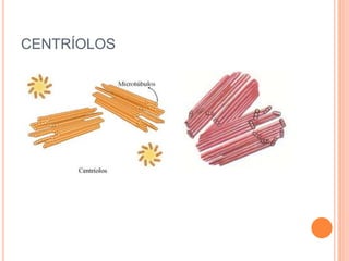 CENTRÍOLOS
 
