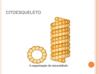 CITOESQUELETO
 
