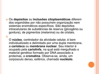  Os depósitos ou inclusões citoplasmáticas diferem
dos organóides por não possuírem organização nem
sistemas enzimáticos específicos. São depósitos
intracelulares de substâncias de reserva (glicogênio ou
gordura), de pigmentos (melanina) ou de cristais.

O núcleo, controlador da atividade celular, é bem
individualizado e delimitado por uma dupla membrana,
a carioteca ou membrana nuclear. Seu interior é
ocupado pela cariolinfa, na qual está mergulhado o
material genético formado por DNA associado a
proteínas, a cromatina. Observa-se, ainda, um
corpúsculo denso, esférico, chamado nucléolo.
 