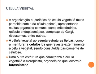 CÉLULA VEGETAL
 A organização eucariótica da célula vegetal é muito
parecida com a da célula animal, apresentando
muitas organelas comuns, como mitocôndrias,
retículo endoplasmático, complexo de Golgi,
ribossomos, entre outras.
 A célula vegetal apresenta estruturas típicas, como
a membrana celulósica que reveste externamente
a célula vegetal, sendo constituída basicamente de
celulose.
 Uma outra estrutura que caracteriza a célula
vegetal é o cloroplasto, organela na qual ocorre a
fotossíntese.
 