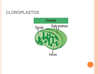 CLOROPLASTOS
 