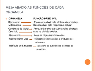 VEJA ABAIXO AS FUNÇÕES DE CADA
ORGANELA
 ORGANELA FUNÇÃO PRINCIPAL
Ribossomo É o responsável pela síntese de proteínas.
Mitocôndria Responsável pela respiração celular.
Complexo de Golgi Armazena e secreta substâncias diversas.
Centríolo Atua na divisão celular.
Lisossomo Atua na digestão intracelular.
Retículo End. Liso Transporte de substâncias e produção de
esteróides.
Retículo End. Rugoso Transporte de substâncias e síntese de
proteínas.
 