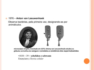  1976 – Anton van Leeuwenhoek
Observa bactérias, pela primeira vez, designando-as por
animálculos.
microscópio simples, inventado em 1674, Antony van Leeuwenhoek estudou os
glóbulos vermelhos do sangue e constatou a existência dos espermatozóides
•1838 – 39 – scheliden e schwann
Enunciam a Teoria celular
 
