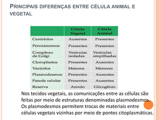 PRINCIPAIS DIFERENÇAS ENTRE CÉLULA ANIMAL E
VEGETAL
Nos tecidos vegetais, as comunicações entre as células são
feitas por meio de estruturas denominadas plasmodesmos.
Os plasmodesmos permitem trocas de materiais entre
células vegetais vizinhas por meio de pontes citoplasmáticas.
 