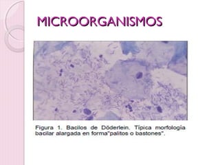 MMIICCRROOOORRGGAANNIISSMMOOSS 
 