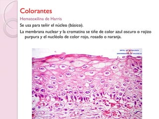 Colorantes 
Hematoxilina de Harris 
Se usa para teñir el núcleo (básico). 
La membrana nuclear y la cromatina se tiñe de color azul oscuro o rojizo 
purpura y el nucléolo de color rojo, rosado o naranja. 
 
