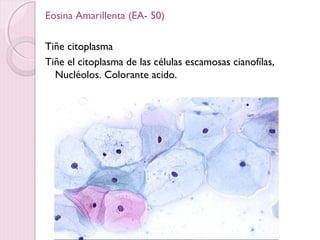 Eosina Amarillenta (EA- 50) 
Tiñe citoplasma 
Tiñe el citoplasma de las células escamosas cianofílas, 
Nucléolos. Colorante acido. 
 