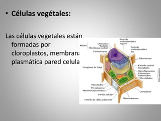 • Células vegétales:
Las células vegetales están
formadas por
cloroplastos, membrana
plasmática pared celular
 
