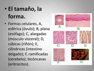 • El tamaño, la
forma.
• Formas celulares, A,
esférica (óvulo); B, plana
(esófago); C, alargadas
(músculo visceral); D,
cúbicas (riñón); E,
cilíndricas (intestino
delgado); F, ramificadas
(cerebelo); bicóncavas
(eritrocitos).
 