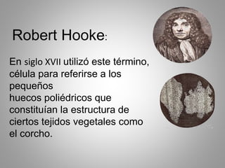 Robert Hooke:
En siglo XVII utilizó este término,
célula para referirse a los
pequeños
huecos poliédricos que
constituían la estructura de
ciertos tejidos vegetales como
el corcho.
 