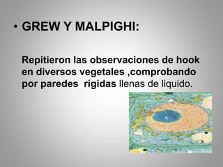 • GREW Y MALPIGHI:
Repitieron las observaciones de hook
en diversos vegetales ,comprobando
por paredes rígidas llenas de liquido.
 