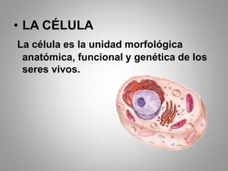• LA CÉLULA
La célula es la unidad morfológica
anatómica, funcional y genética de los
seres vivos.
 