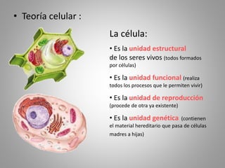 • Teoría celular :
La célula:
• Es la unidad estructural
de los seres vivos (todos formados
por células)
• Es la unidad funcional (realiza
todos los procesos que le permiten vivir)
• Es la unidad de reproducción
(procede de otra ya existente)
• Es la unidad genética (contienen
el material hereditario que pasa de células
madres a hijas)
 
