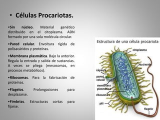 • Células Procariotas.
•Sin núcleo. Material genético
distribuido en el citoplasma. ADN
formado por una sola molécula circular.
•Pared celular. Envoltura rígida de
polisacáridos y proteínas.
•Membrana plasmática. Bajo la anterior.
Regula la entrada y salida de sustancias.
A veces se pliega (mesosomas, en
procesos metabólicos).
•Ribosomas. Para la fabricación de
proteínas.
•Flagelos. Prolongaciones para
desplazarse.
•Fimbrias. Estructuras cortas para
fijarse.
 