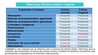 Diferenças Células Animal e Vegetal
* centríolo é uma organela que se relaciona com o processo de divisão celular. Vale frisar que os
centríolos são encontrados na maioria das células animais e também em briófitas e pteridófitas. Nas
gimnospermas e angiospermas os centríolos estão ausentes.
 