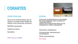 HEMATOXILINA
Atua como corante básico que se
associa a componentes Ácidos da
células como estruturas aniônicas.
MATRIZ extracelular
Heterocromatina
Nucléolos
COR: Azul ou violeta
EOSINA
Colorante ácido(predomina densidade
de carga negativa), que se associa e
colore estruturas
catiônicas(componentes Básicos) do
citoplasma e matriz extracelular.
Filamentos citoplásticos
Componentes membranosos
intracelulares
Fibras extracelulares)
Cor: Rosa
 