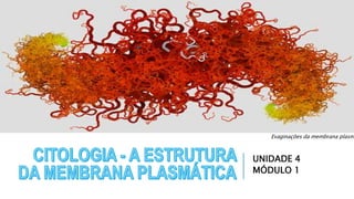 UNIDADE 4
MÓDULO 1
Evaginações da membrana plasm
 