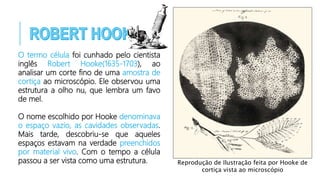 Reprodução de Ilustração feita por Hooke de
cortiça vista ao microscópio
O termo célula foi cunhado pelo cientista
inglês Robert Hooke(1635-1703), ao
analisar um corte fino de uma amostra de
cortiça ao microscópio. Ele observou uma
estrutura a olho nu, que lembra um favo
de mel.
O nome escolhido por Hooke denominava
o espaço vazio, as cavidades observadas.
Mais tarde, descobriu-se que aqueles
espaços estavam na verdade preenchidos
por material vivo. Com o tempo a célula
passou a ser vista como uma estrutura.
 