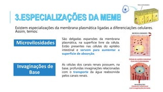 Existem especializações da membrana plasmática ligadas a diferenciações celulares.
Assim, temos:
Microvilosidades
São delgadas expansões da membrana
plasmática, na superfície livre da célula.
Estão presentes nas células do epitélio
intestinal e servem para aumentar a
superfície de absorção.
Invaginações de
Base
As células dos canais renais possuem, na
base, profundas invaginações relacionadas
com o transporte da água reabsorvida
pelos canais renais.
 