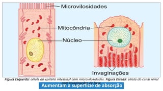 Aumentam a superfície de absorção
Figura Esquerda: célula do epitélio intestinal com microvilosidades. Figura Direita: célula do canal renal
com invaginações de base.
 